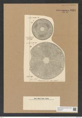 Actinoptychus geminus A. Schm. (de-Toni-Nr.: Genus 227, Species 5605) Zeichnungen Sammlung Grunow Nr. 9494 (NHMW-BOT-W0379473)
